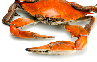 Custom Crab Mallets - Bay Imprint Since 1981